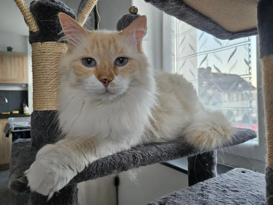 Dexter adopté en association, recueillir un chat errant