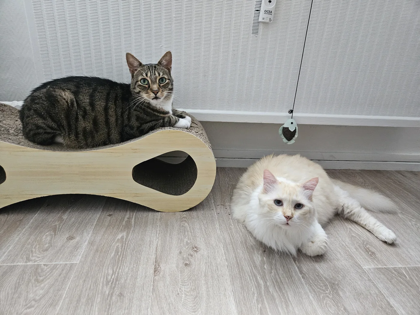 Titi et Dexter, blog comportement félin