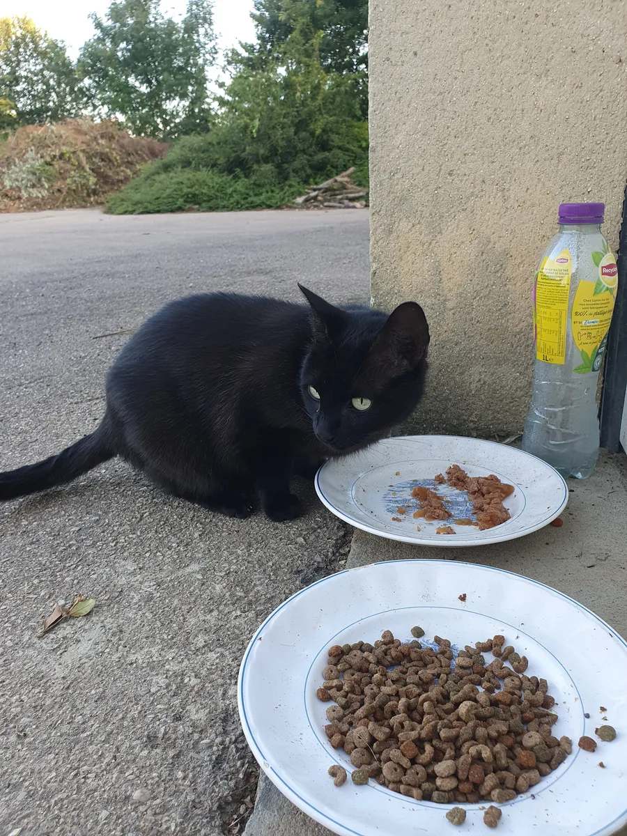 Minette la chatte errante des ateliers municipaux