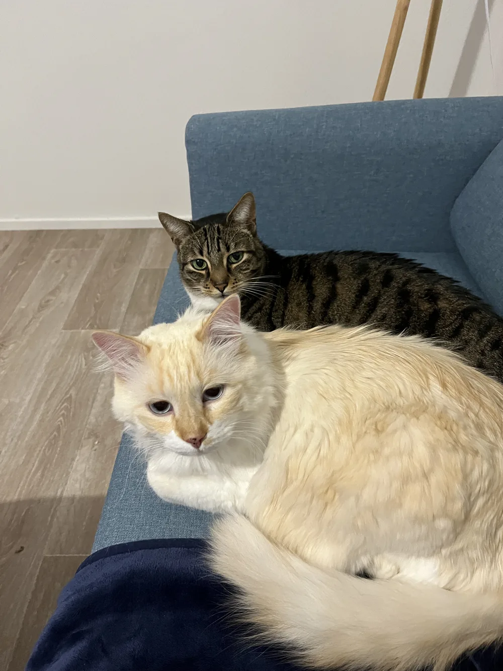 Titi et Dexter lovés ensemble sur le canapé