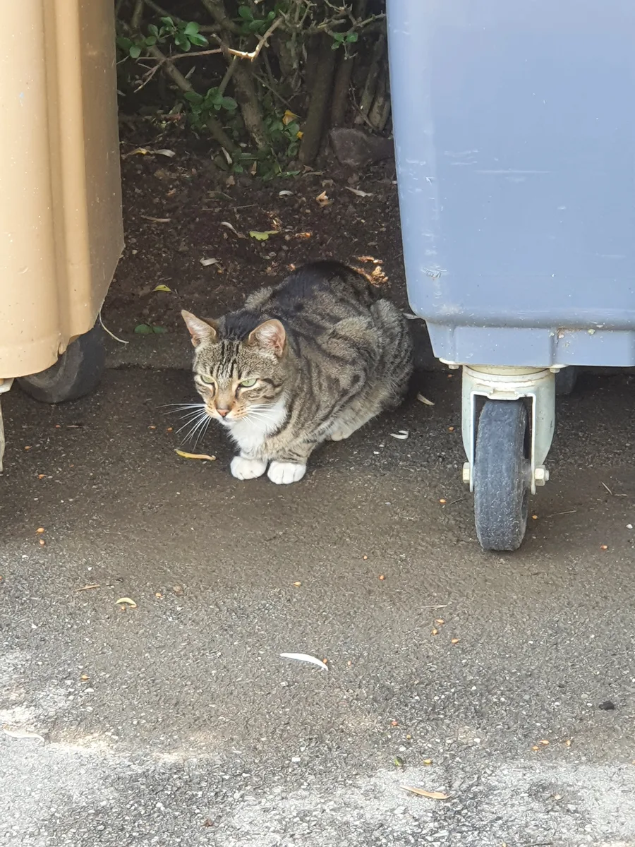 Titi recueilli entre deux poubelles, recueillir un chat errant