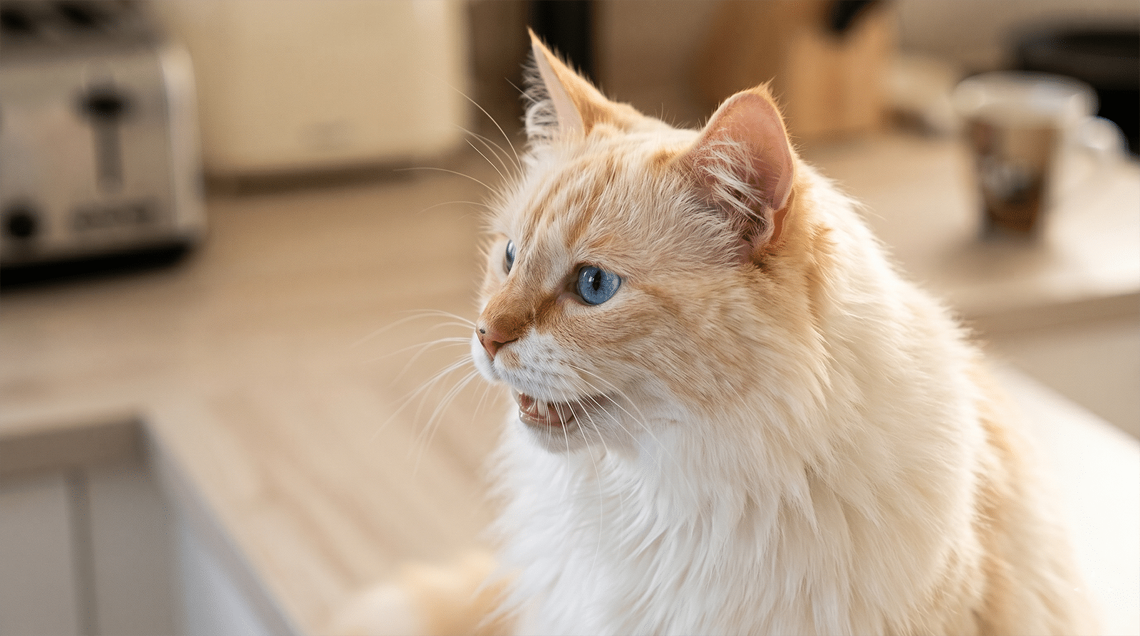 Chat tigré assis museau ouvert en miaulement vers son humain, pourquoi mon chat miaule