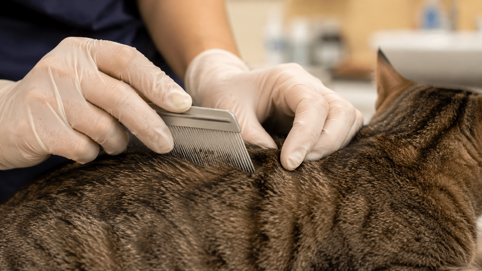 Chat se lèche trop à cause des puces : examen au peigne anti-puces, vétérinaire cherchant des parasites cutanés